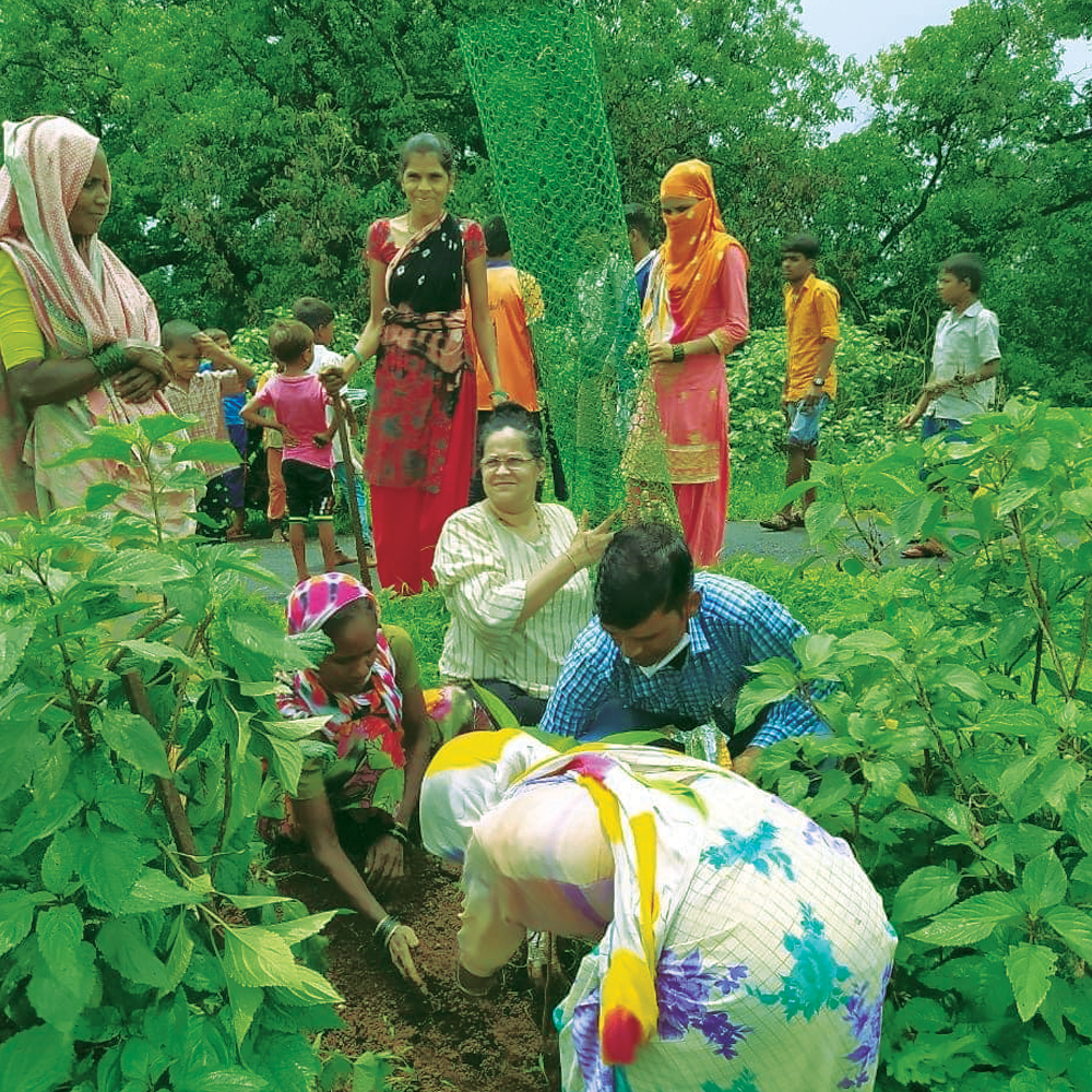 Tree <br>Plantation